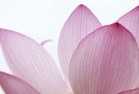 お納骨式のお日取りの確定